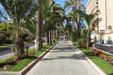 Paseo de las Palmeras [the Palm Tree Promenade]